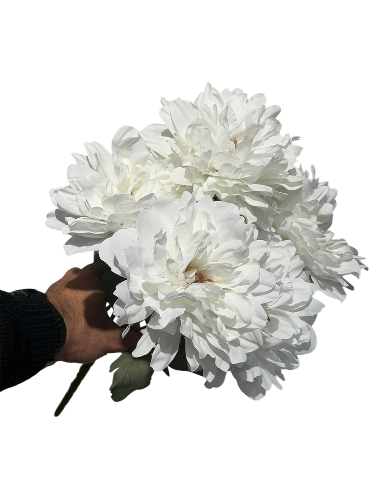white gerbera flower