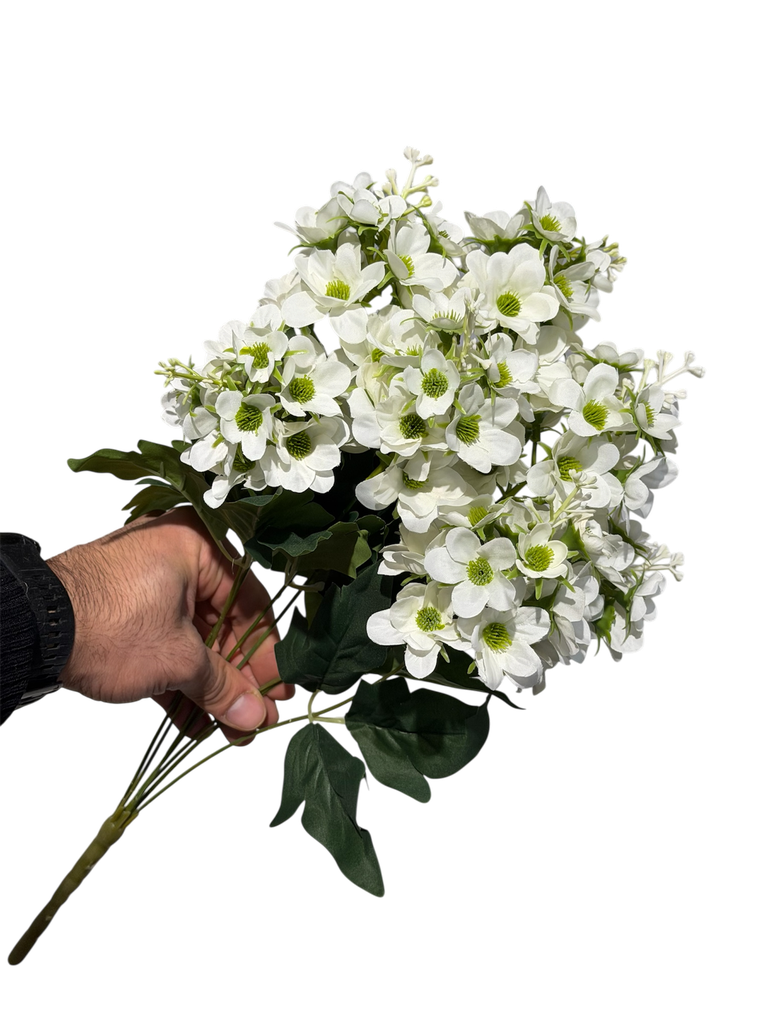 زهرة الأقحوان البيضاء