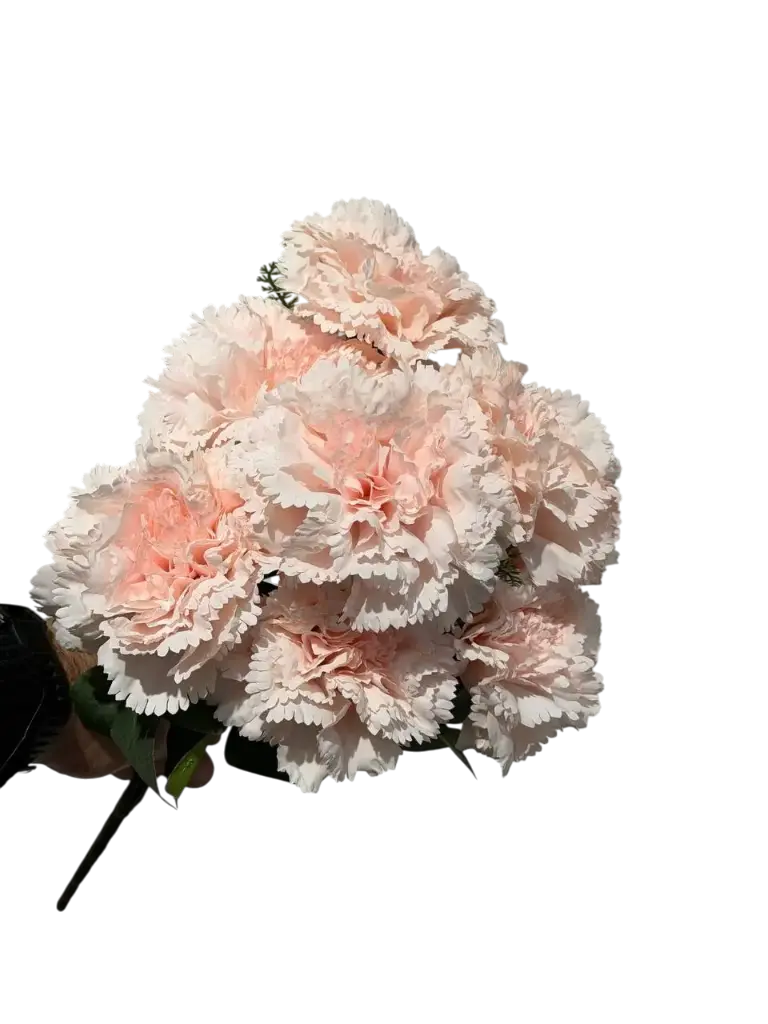 light pink carnation flower