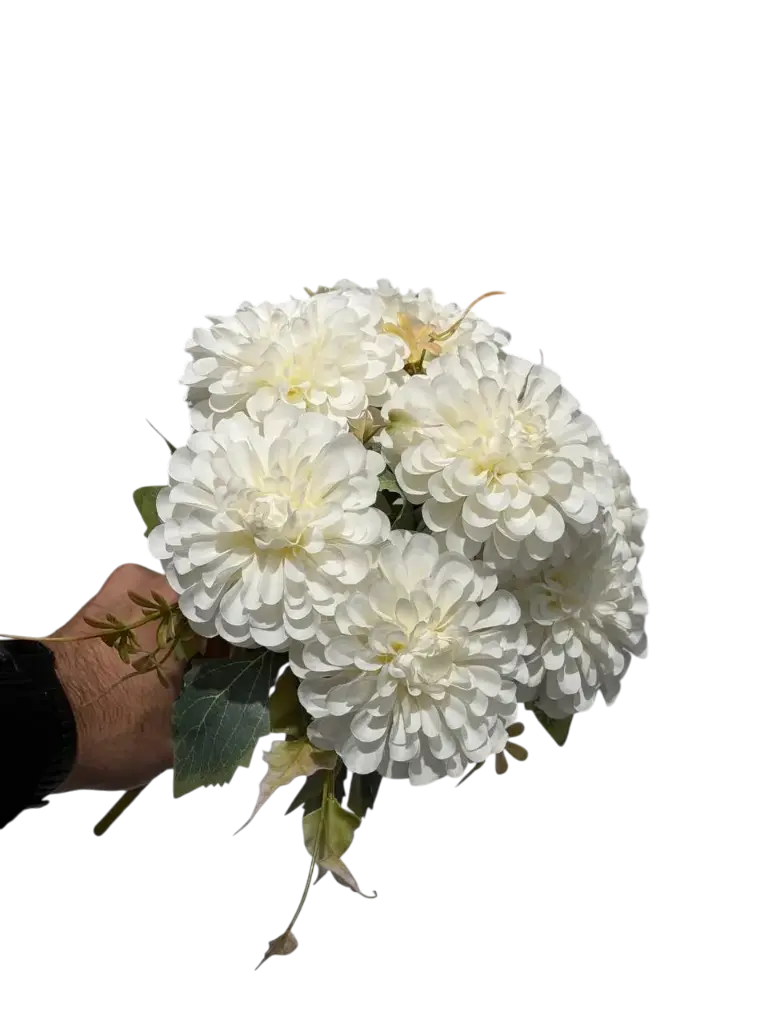 white carnation flower