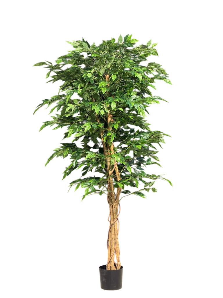 ficus benjamin 180 cm