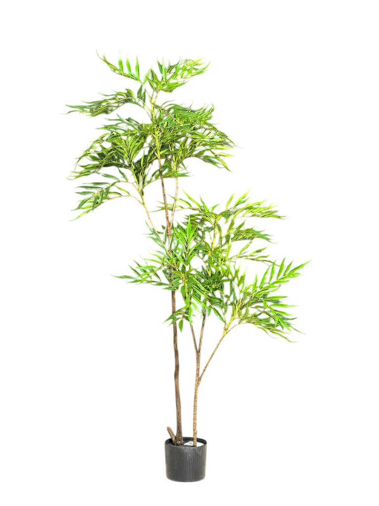 داری ناندینا 150 سانتیمەتر