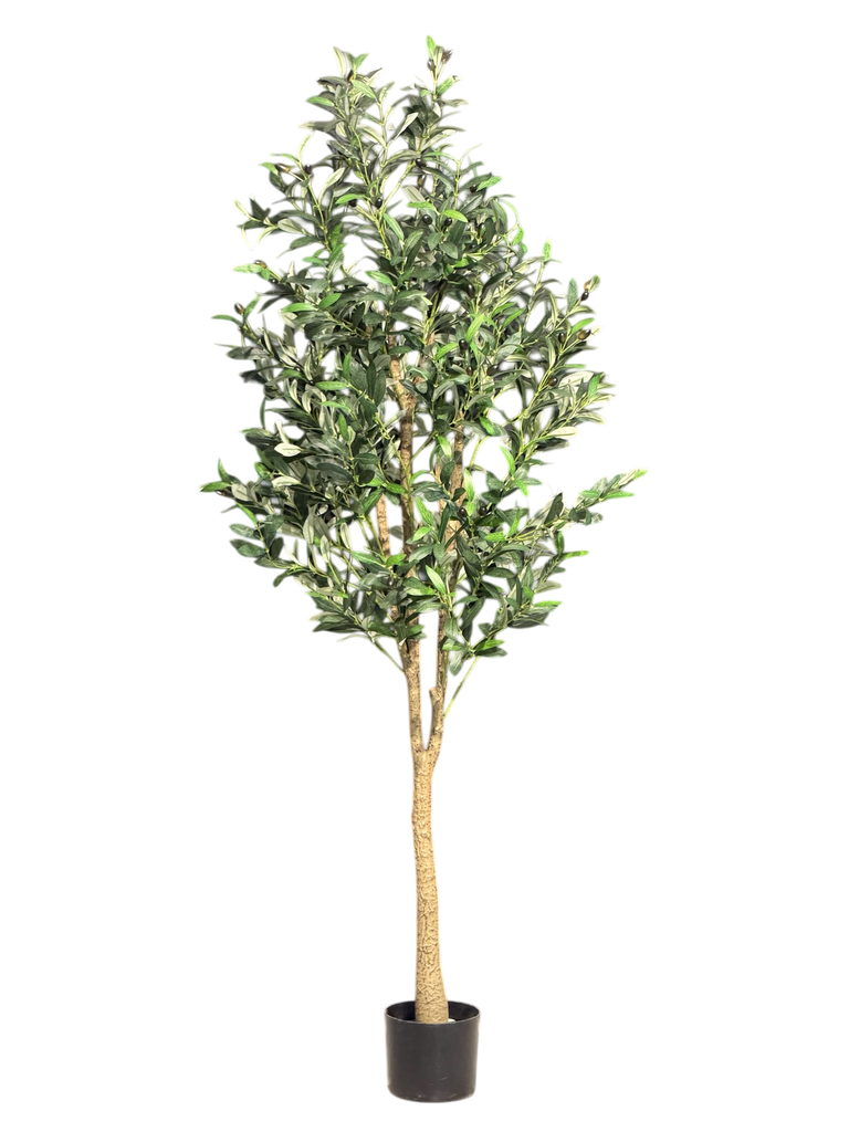 olive tree 180cm