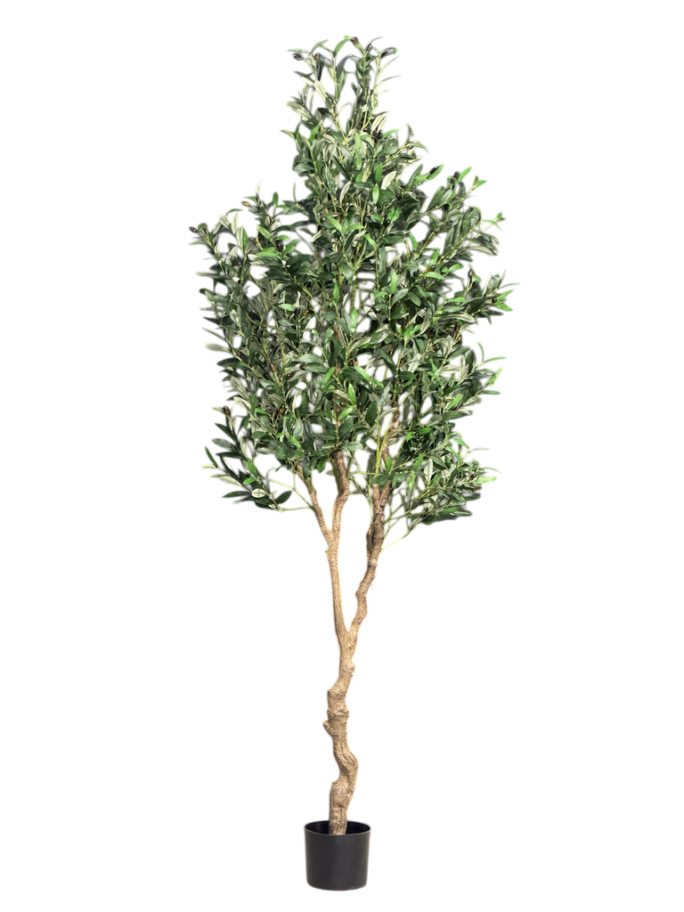 olive tree 210cm