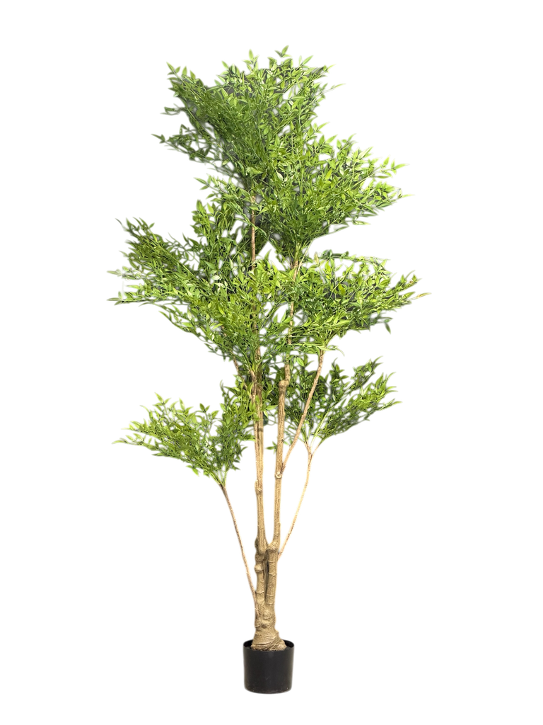 شجرة ناندينا بطول 210 سم