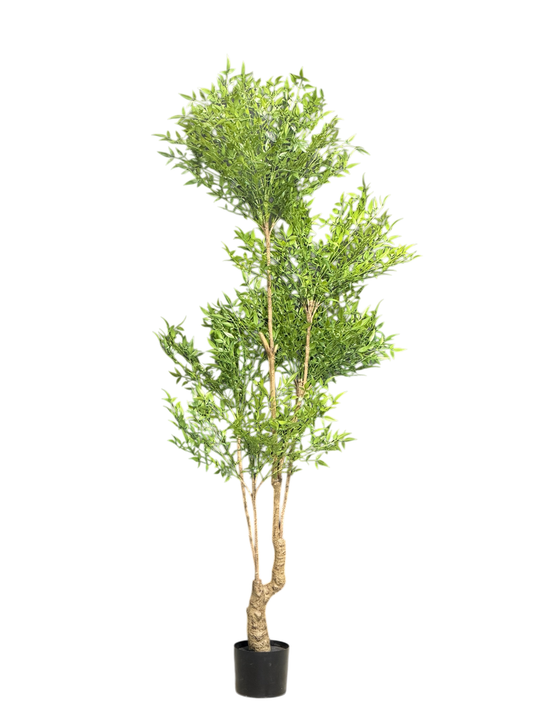 داری ناندینا 180 سم