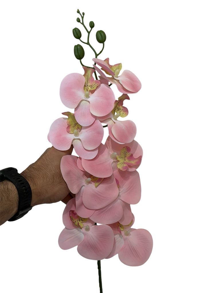 زهرة الأوركيد الوردية