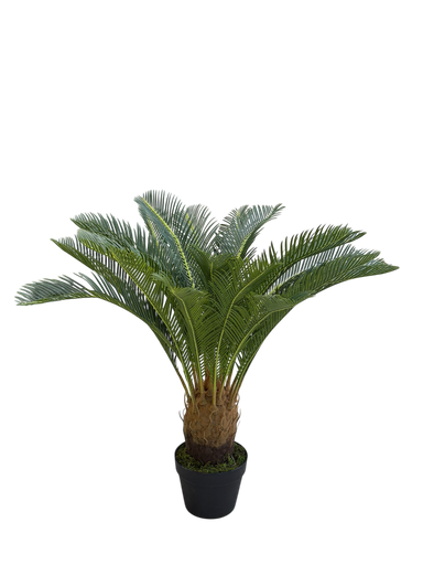 Cycas Tree 85 Cm