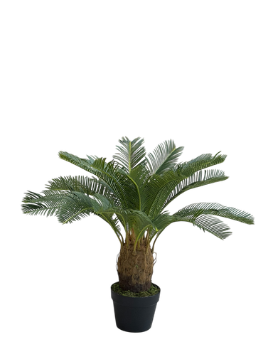 Cycas Tree 70 Cm