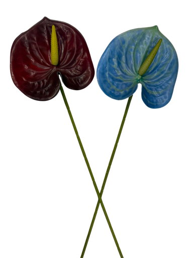 Anthurium