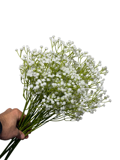 White Gypsophila