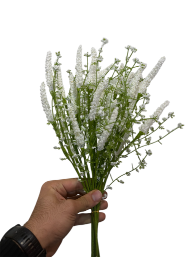 لاڤێندەری سپی