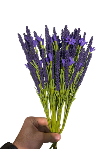 لاڤێندەری مۆر