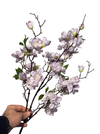 زهرة الكرز البنفسجية