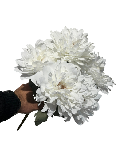 زهرة الجربيرة البيضاء