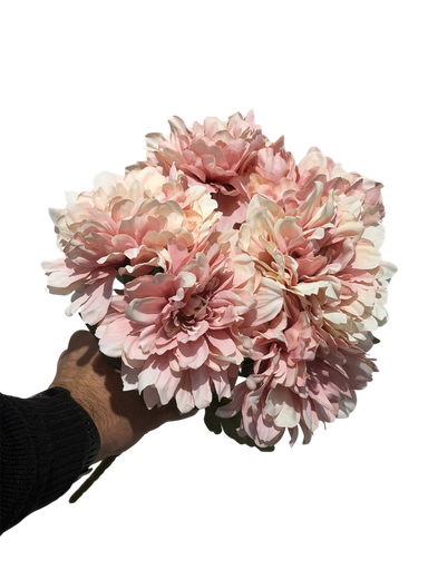 زهرة الجربيرا الوردية