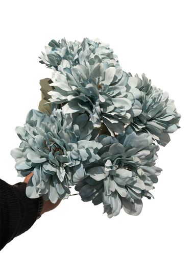 زهرة الجربيرا الفیروزی