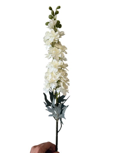 wisteria