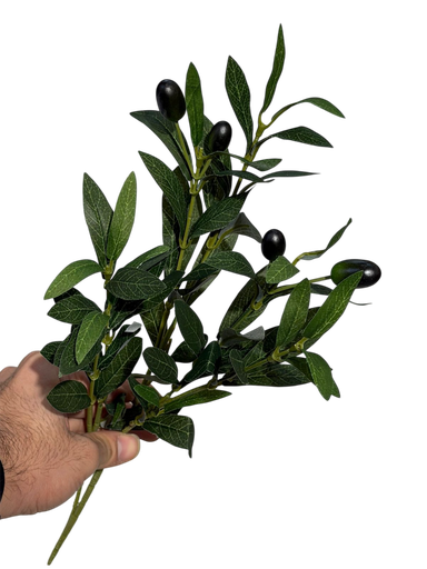 olive branch