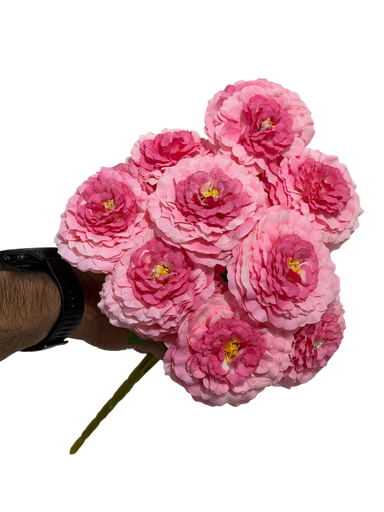 pink carnation flower