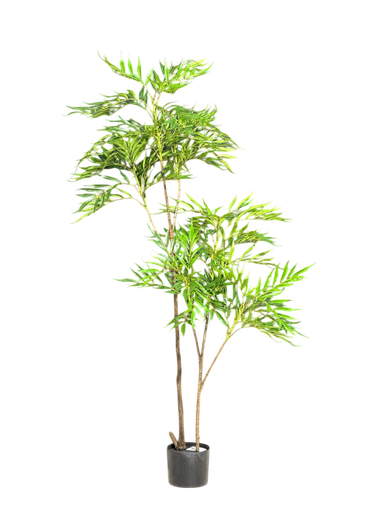 nandina tree 150cm