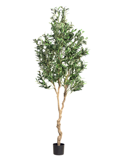 olive tree 210cm