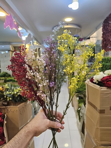 Gypsophila