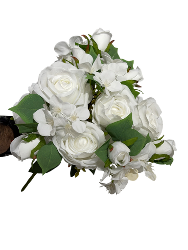 گوڵی بچووکی سپی