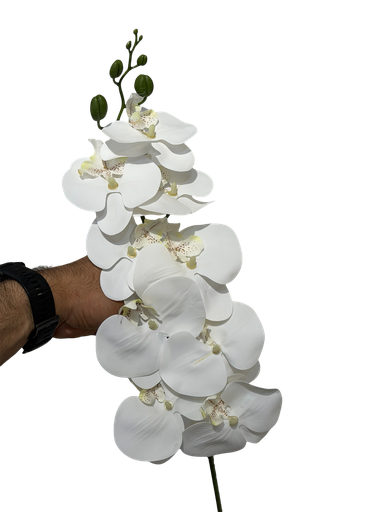 ئۆرکیدی سپی