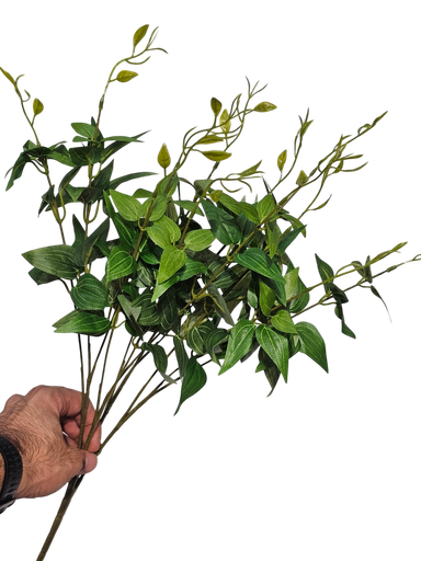 تاکی سەوز