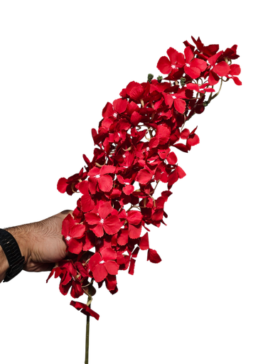 گوڵی نوێ سۆر