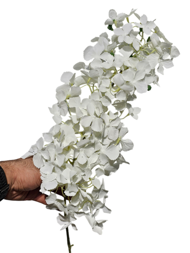 گوڵی نوێ سپی