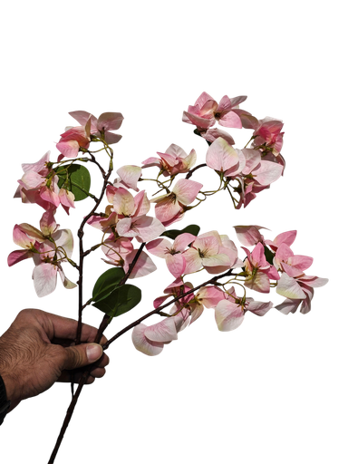 بوگەنڤیلا پەمەیی
