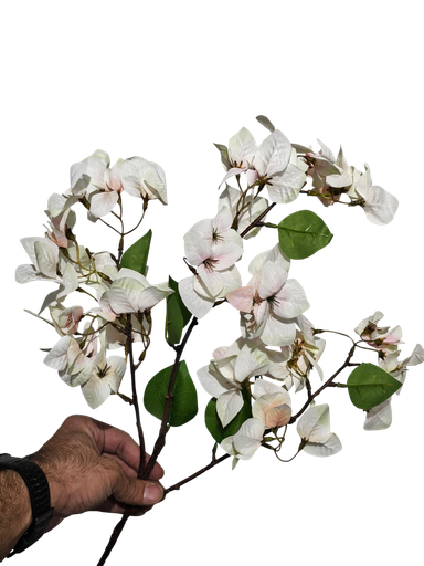 Bougainvillea Creamy
