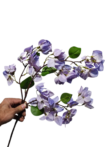 بوگەینڤیلا مۆری گەشاوە