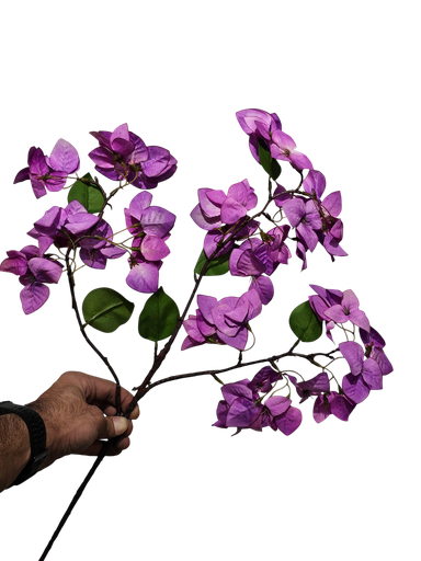 Bougainvillea Purple