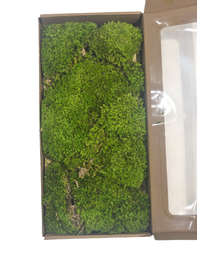 Natural Ball Moss