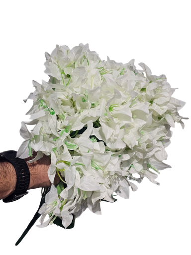 White Bougainvillea 