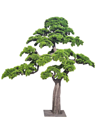 Bonsai tree