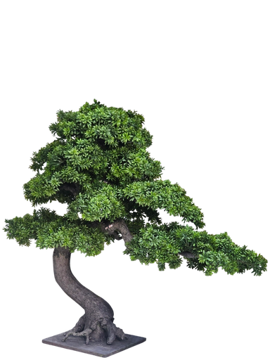 Bonsai tree