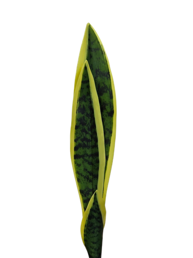 سانسڤێریا 46 سم