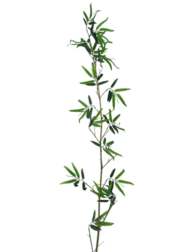 بامبۆ 150 سانتیمەتر