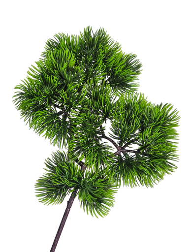 گەڵای بۆنسای