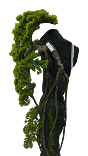 bonsai tree