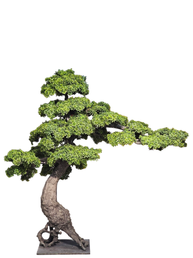 bonsai tree