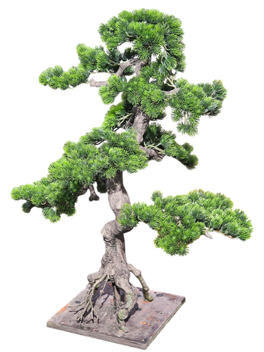 شجرة بونساي