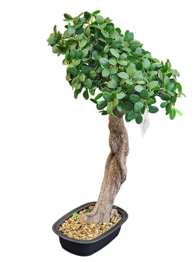 bonsai tree