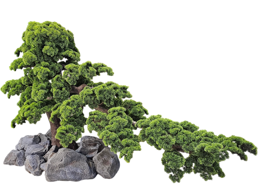 bonsai tree