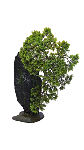 bonsai tree