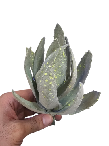 کاکتوسی بچووک